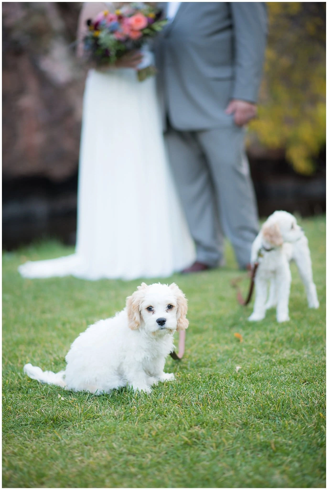 couple with cute dogs at Lyons Riverbend wedding by Boulder wedding photographer Jennie Crate