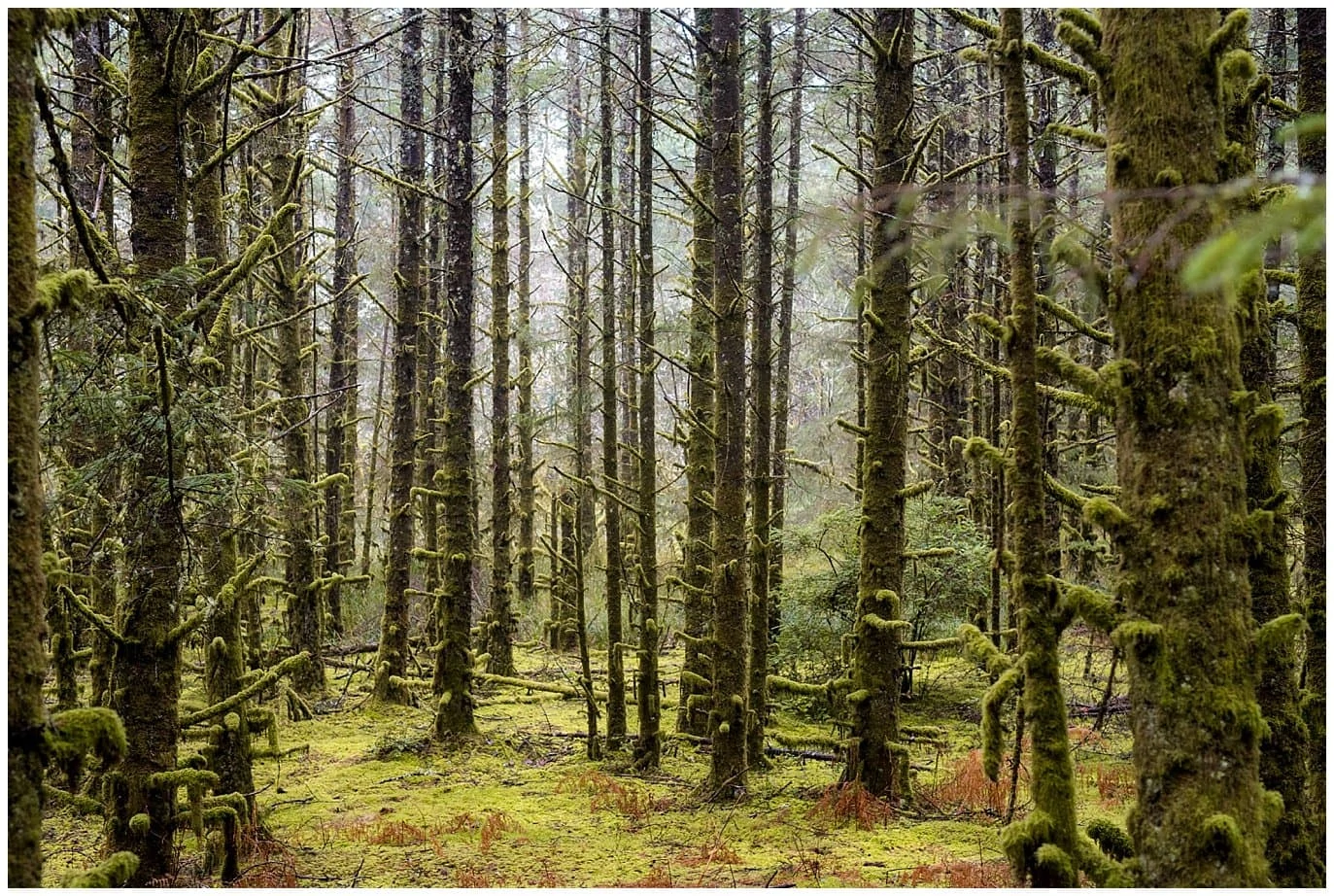 green forest in Astoria Oregon photo