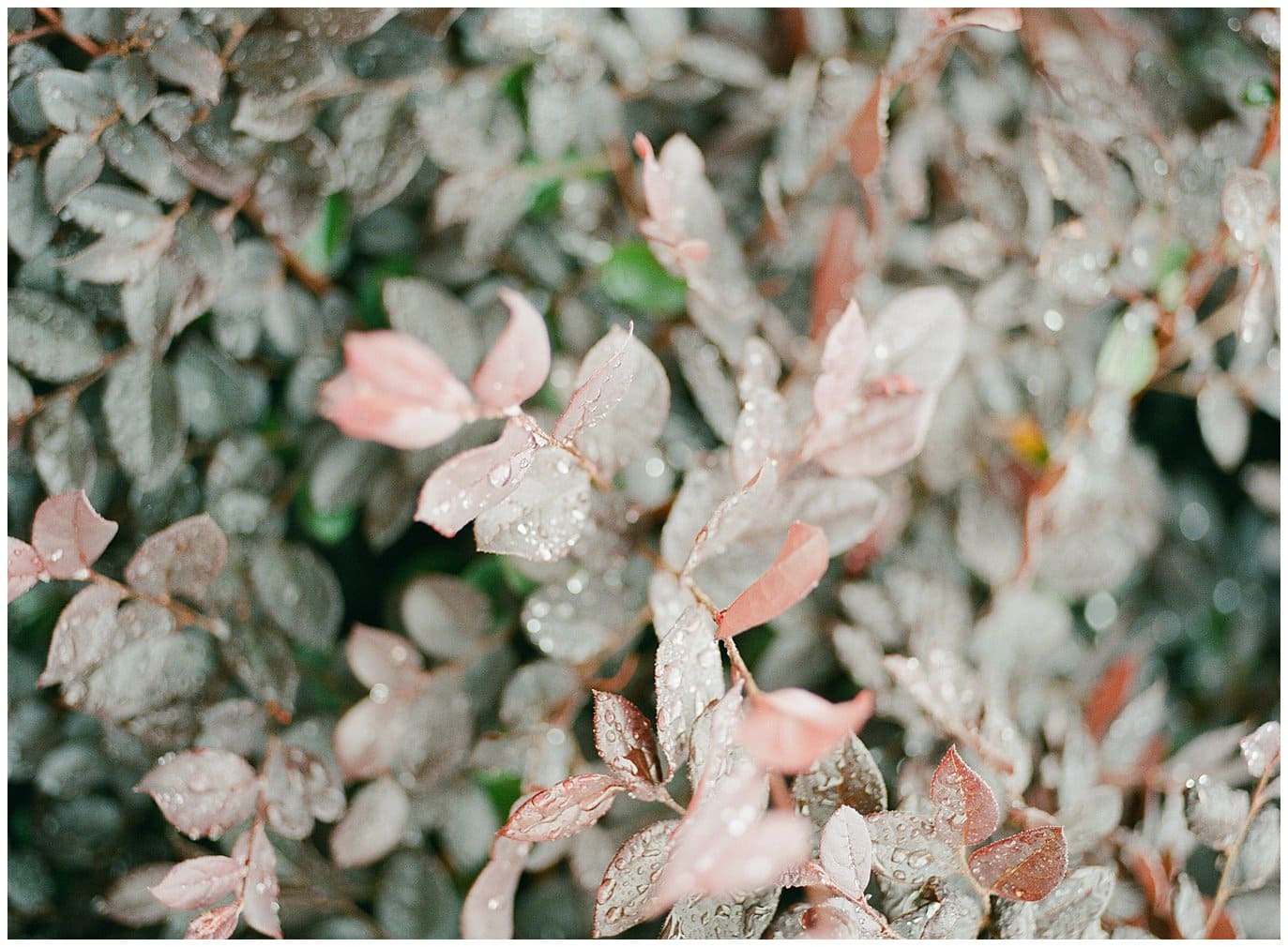 leaves on medium format film photo