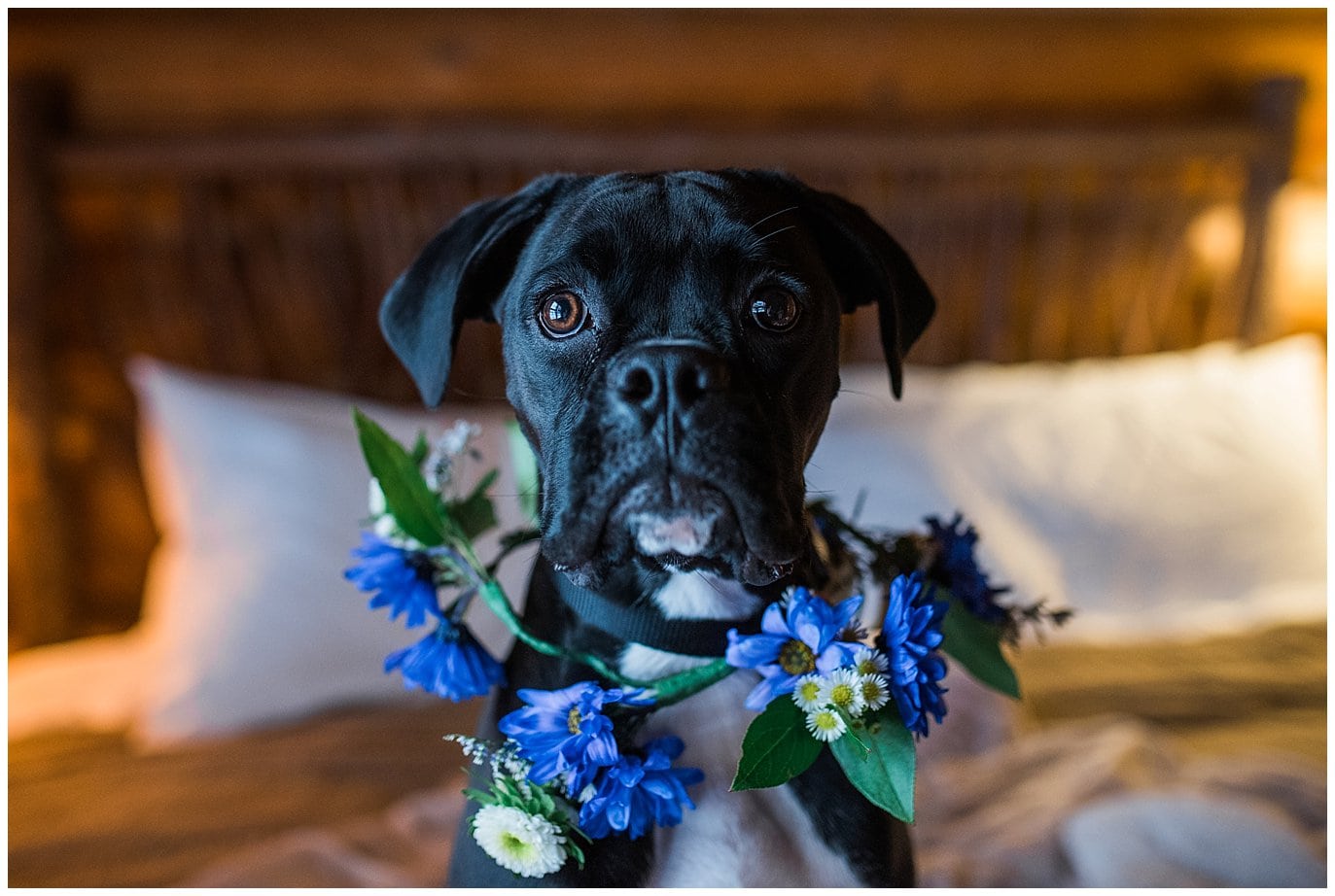 dog with flower crown wedding photo