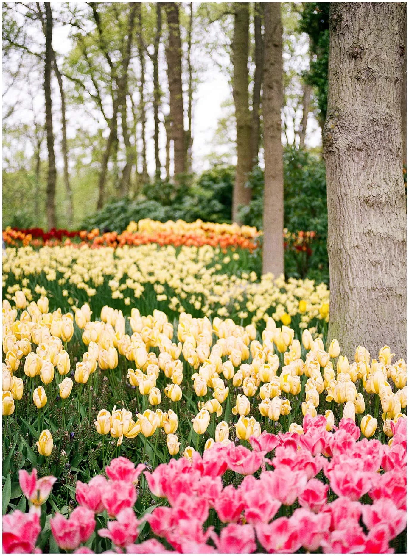 field of dutch tulips