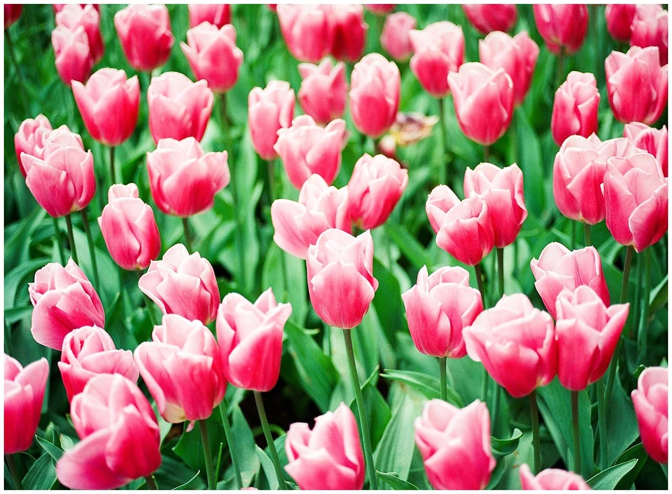 Dutch tulip photo