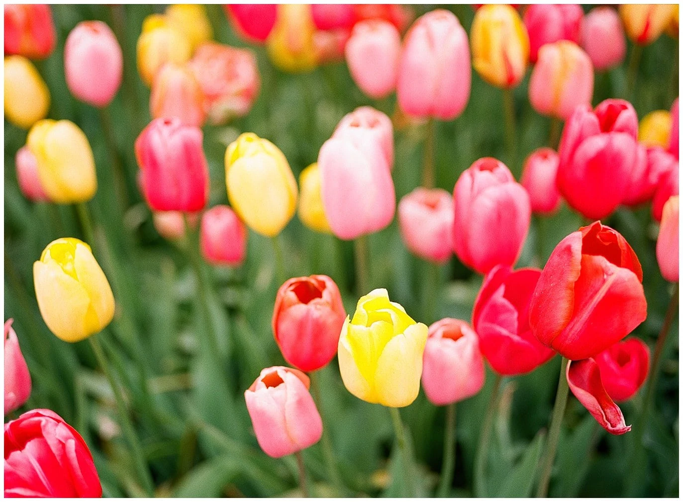 tulips in Netherlands garden