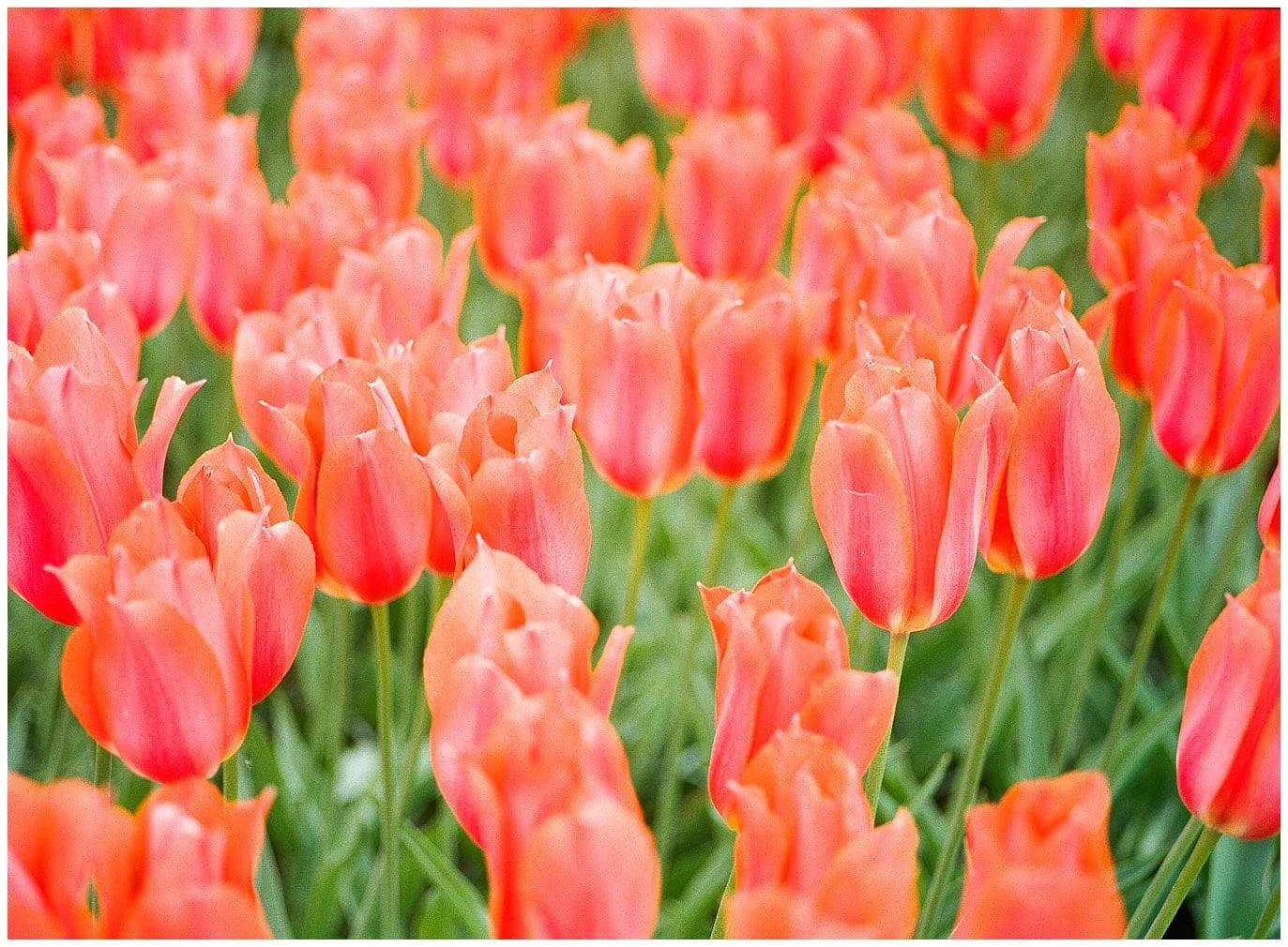 Keukenhoff gardens tulips photo