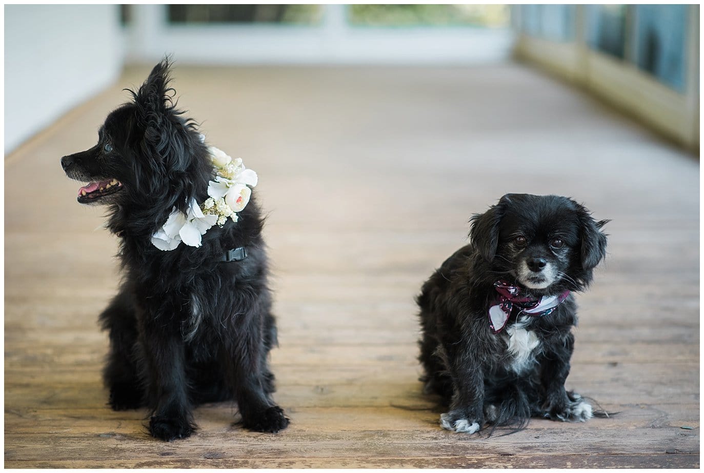 dogs with flower collars at Denver Botanic Gardens at Chatfield wedding by Boulder wedding photographer Jennie Crate photographer