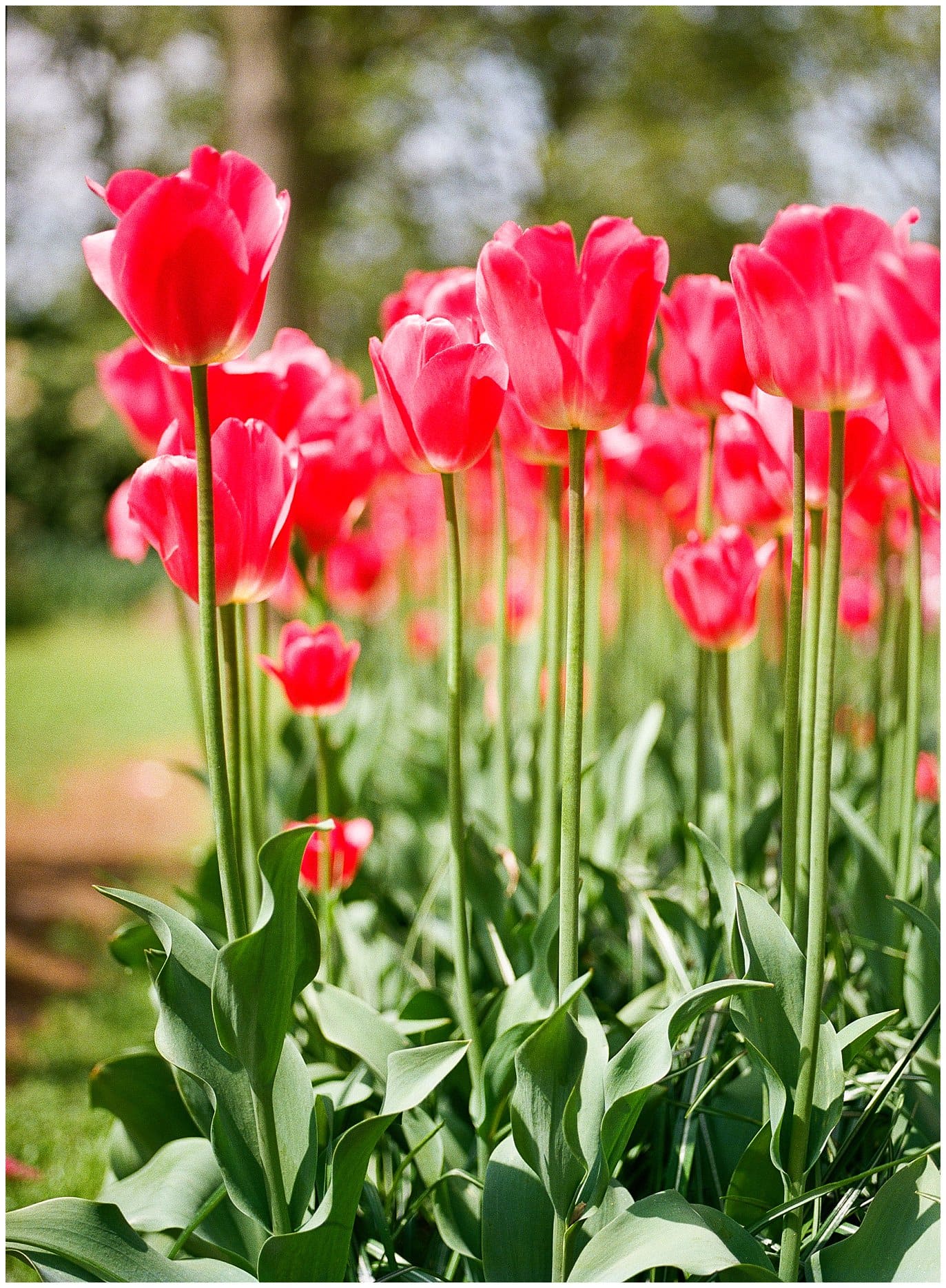 tulips at keukenhof gardens photo