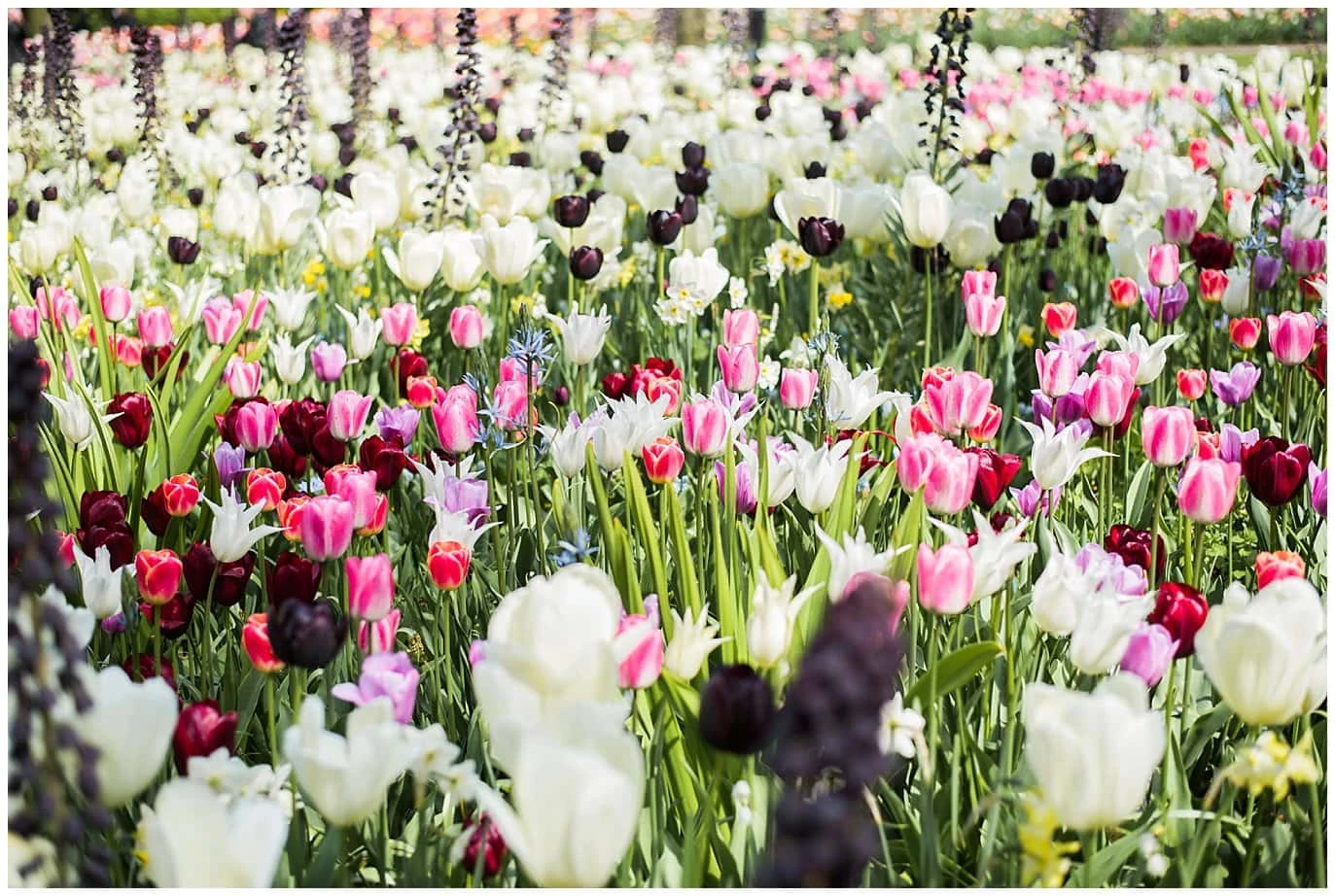 field of flowers in Amsterdam photo