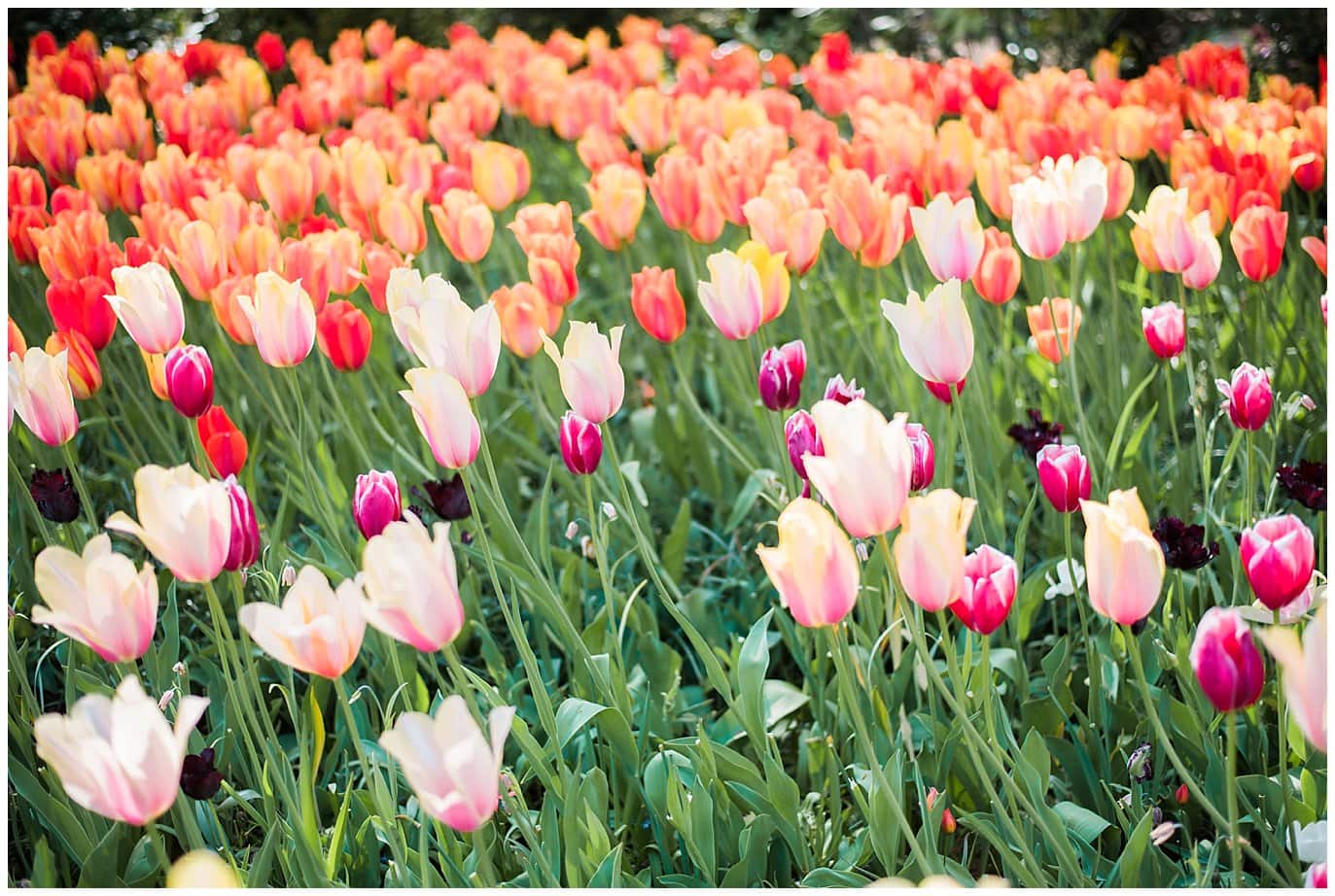 Keukenhof spring tulips photo