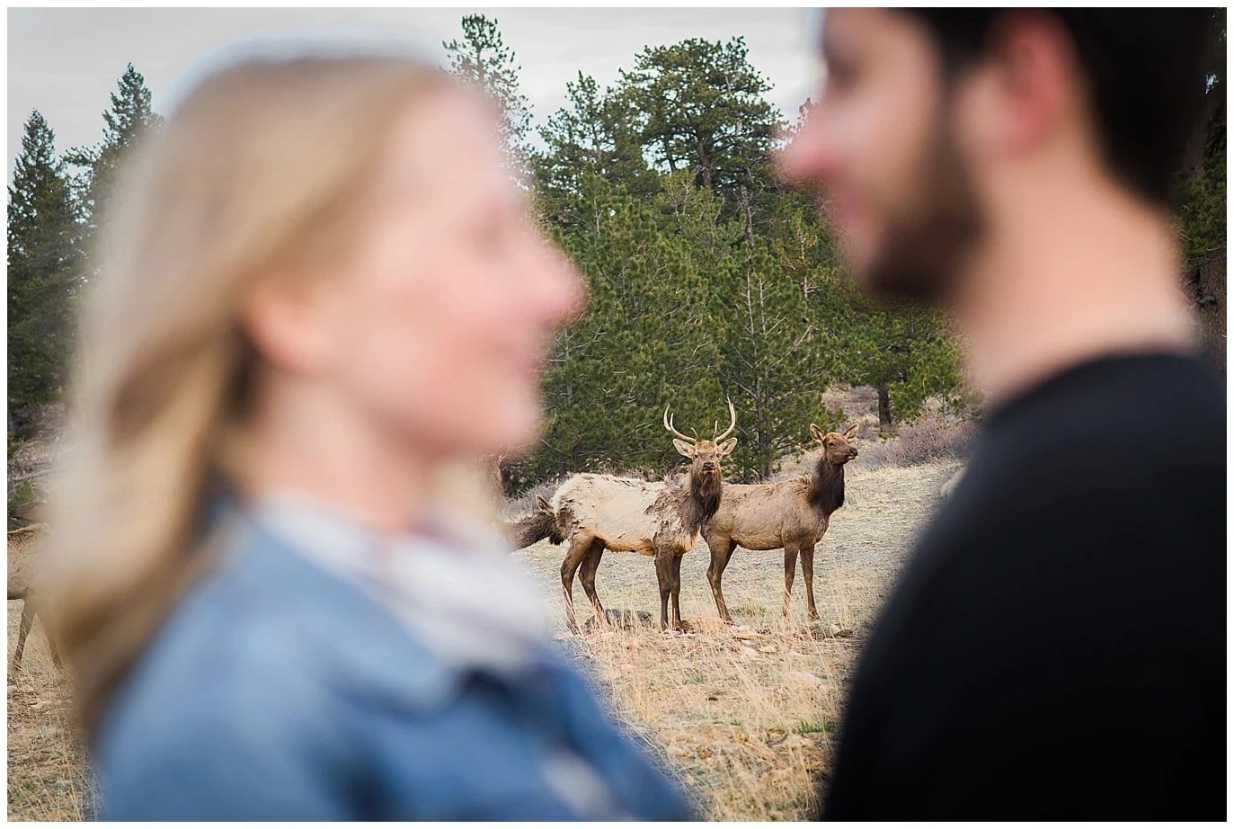 estes park Elk in engagement photo