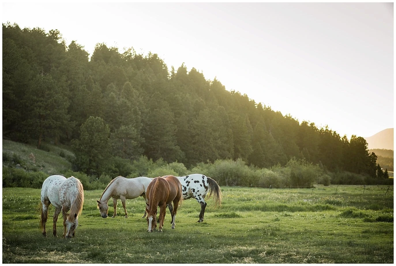 horses grazing in field at Deer Creek Valley Ranch wedding by Colorado Wedding Photographer Jennie Crate Photographer