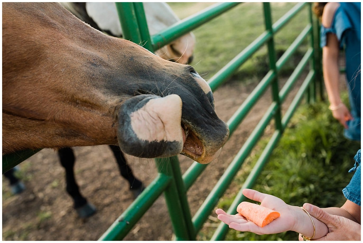 Feeding a horse at Deer Creek Valley Ranch wedding by Colorado Wedding Photographer Jennie Crate Photographer