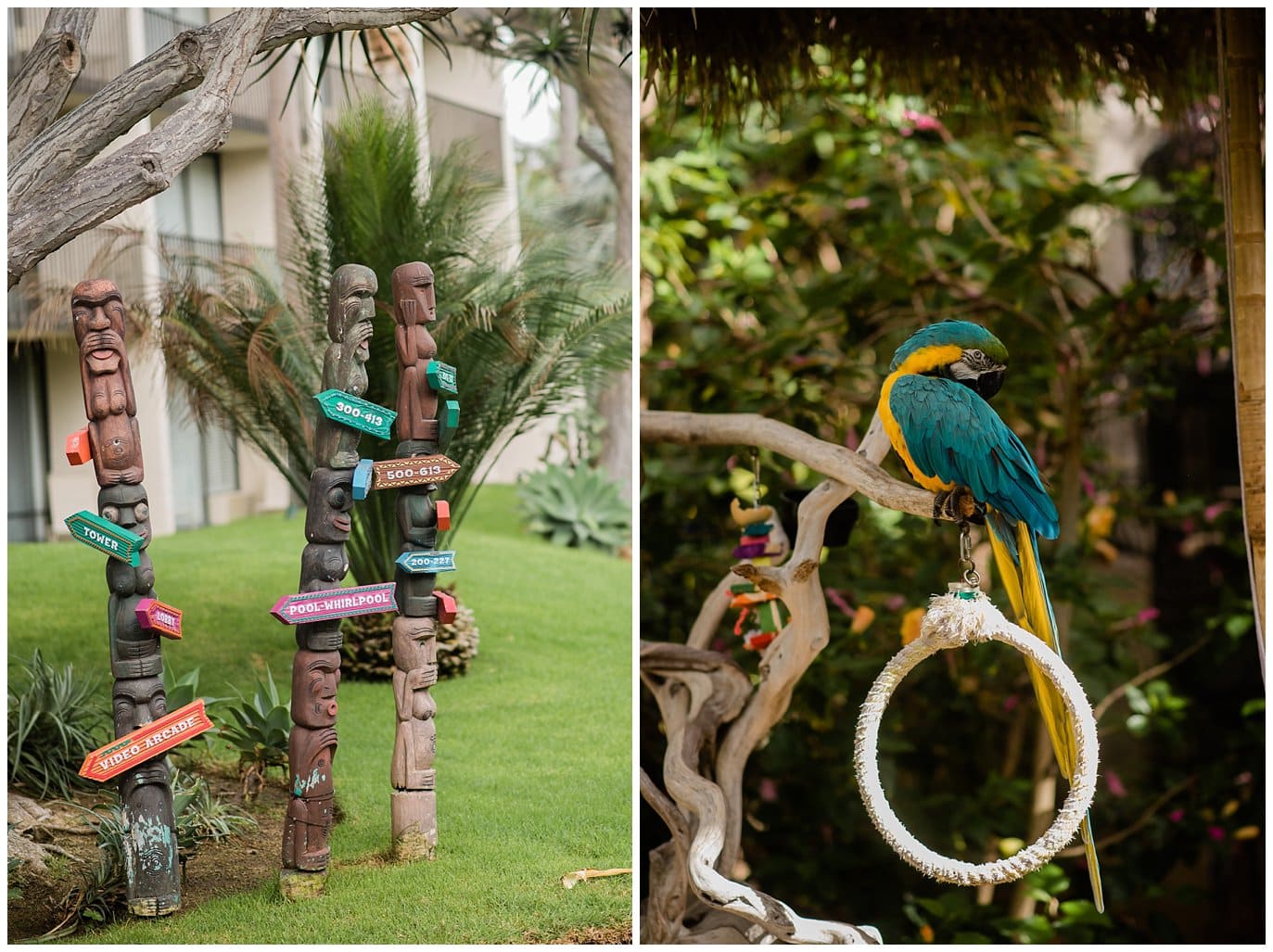 San Diego hotel parrots photo