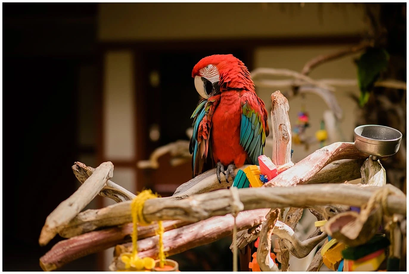 red parrot at san diego hotel garden photo
