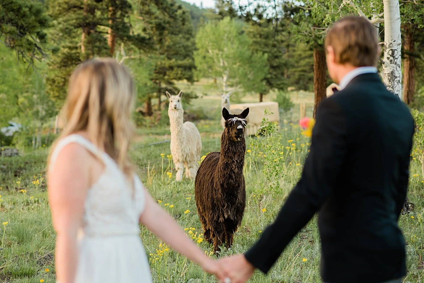 bride and groom and alpacas on wedding day at Golden elopement by Golden elopement photographer Jennie Crate