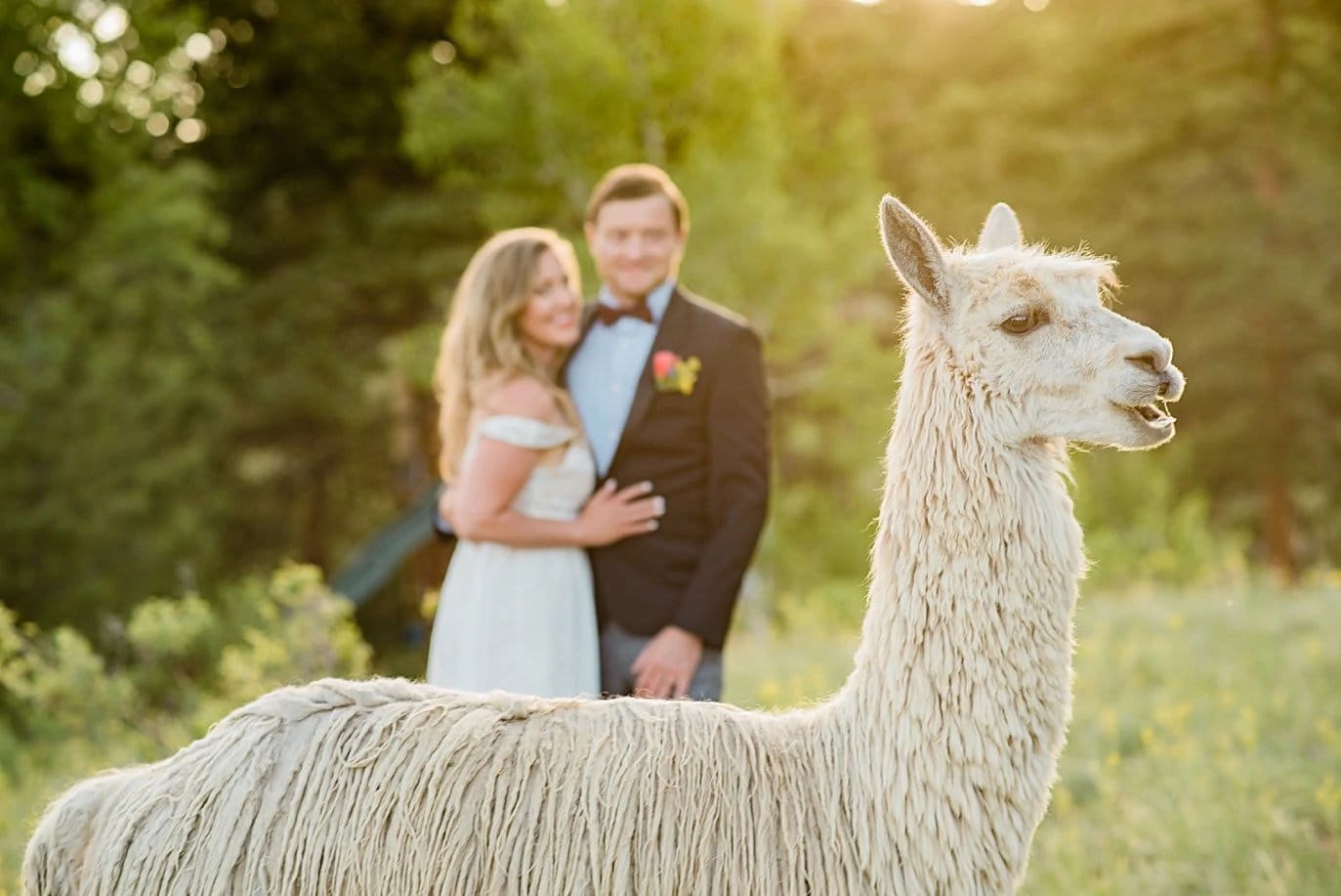 alpaca wedding day photobomb at Golden elopement by Golden elopement photographer Jennie Crate