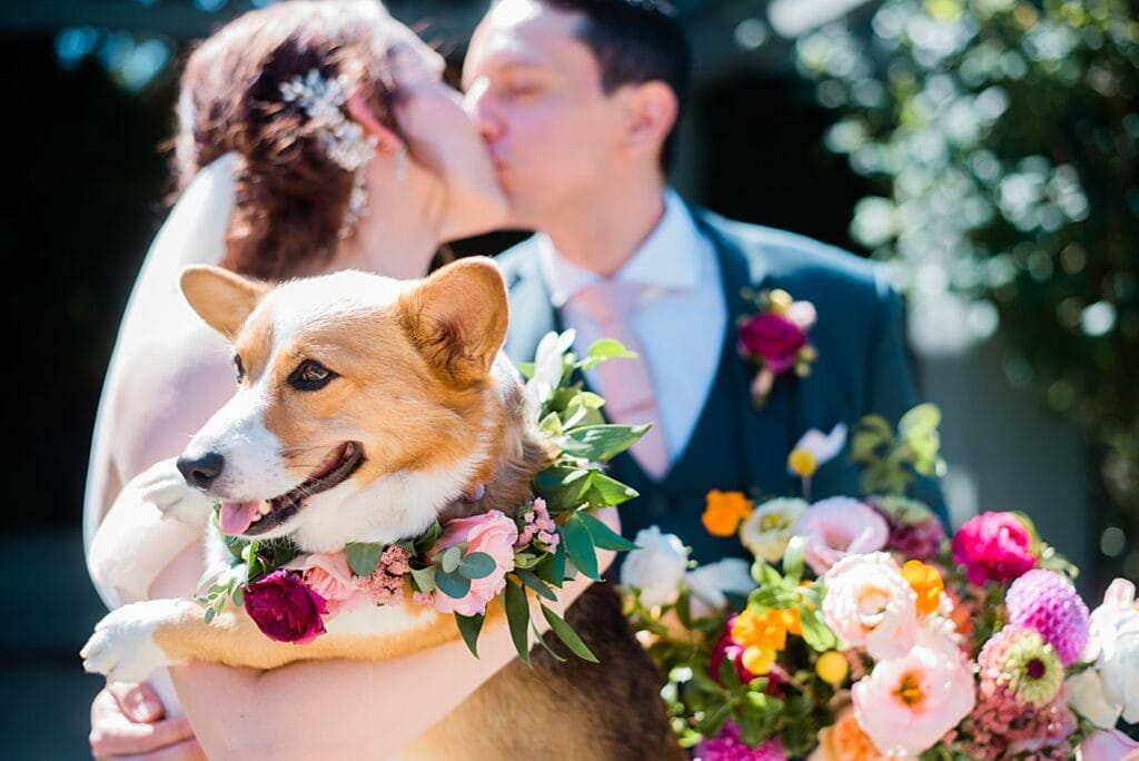 dog in flower collar on wedding day at Denver Botanic Gardens microwedding by Boulder wedding photographer Jennie Crate