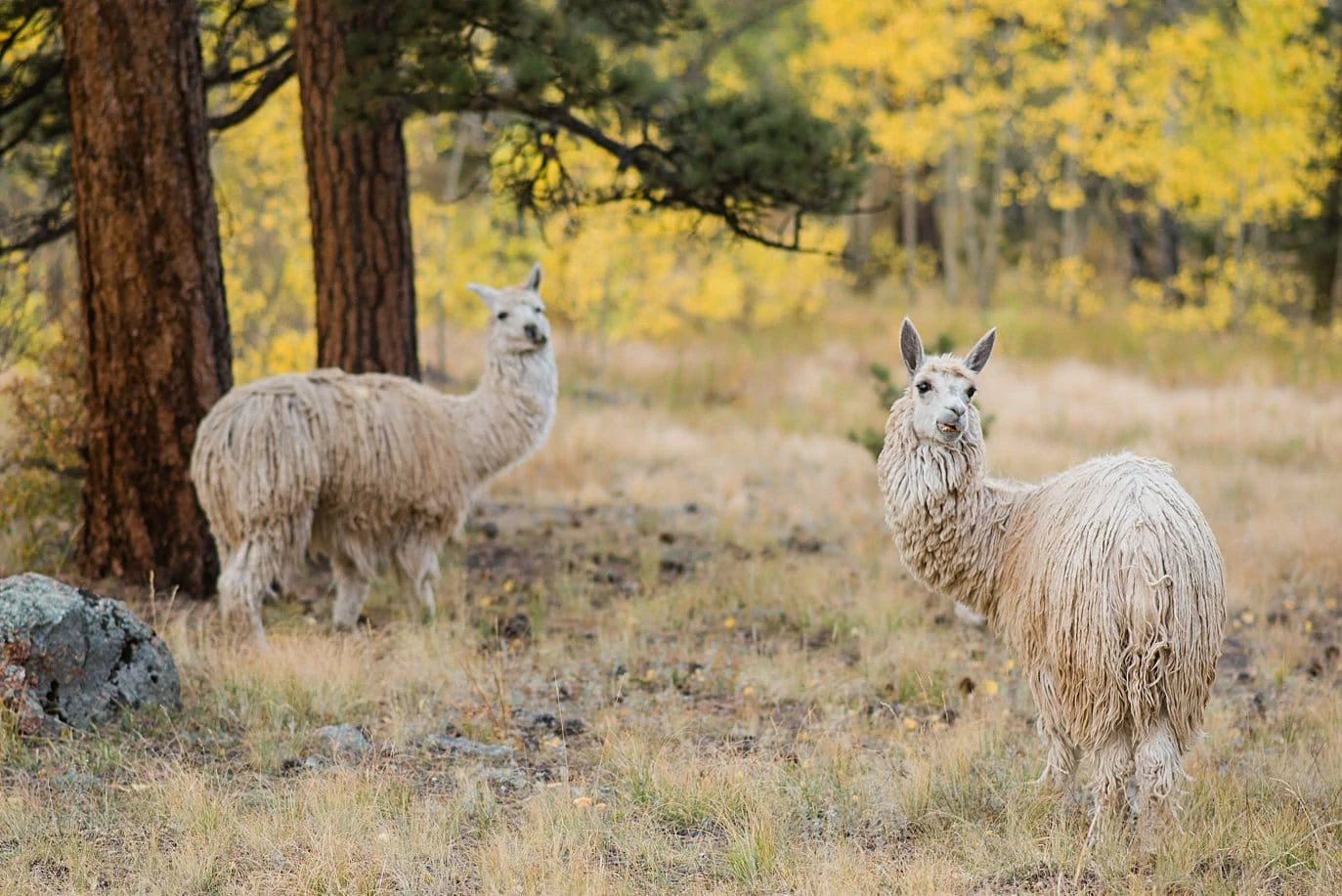 llamas watch two grooms during engagement shoot in Golden Gate Canyon by Colorado gay wedding photographer Jennie Crate