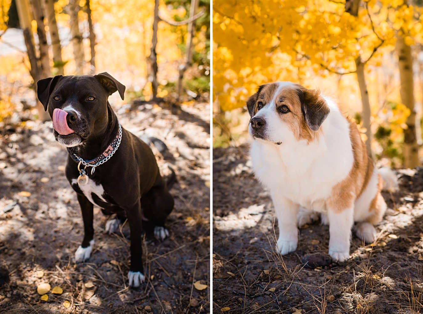 dogs at fall engagement session in Ward Colorado by Boulder engagement photographer Jennie Crate